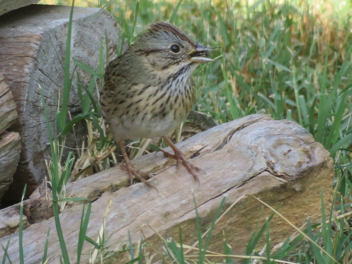 Lincoln's Sparrow - ML624556925