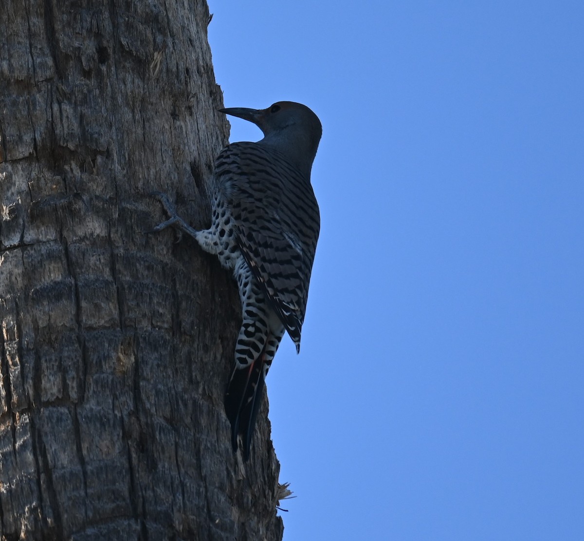 Northern Flicker - ML624556928