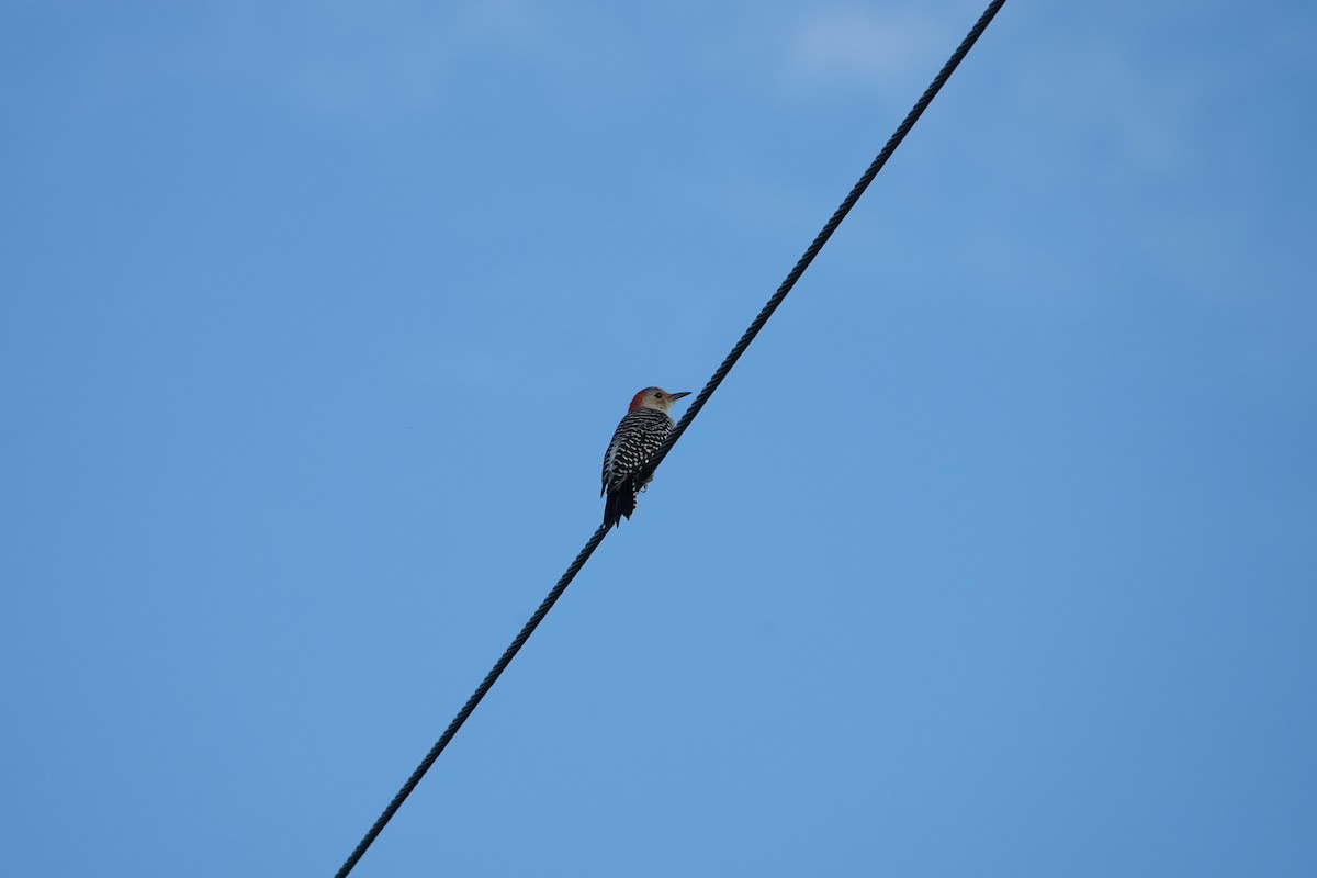 Red-bellied Woodpecker - ML624556929