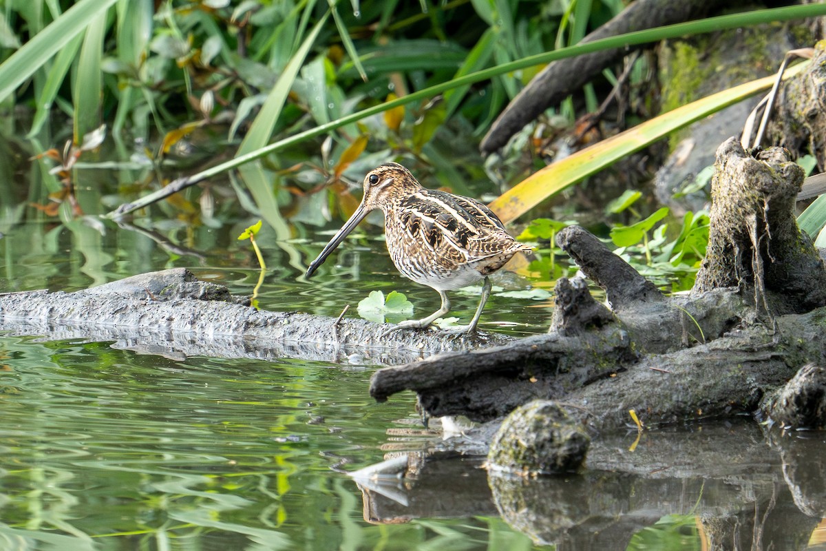 Wilson's Snipe - ML624556931