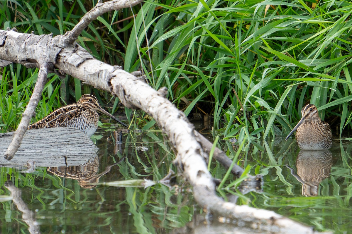 Wilson's Snipe - ML624556932