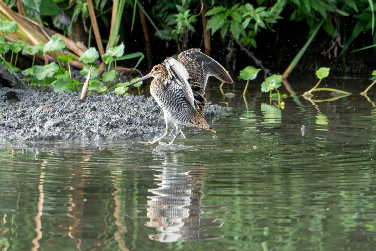 Wilson's Snipe - ML624556933