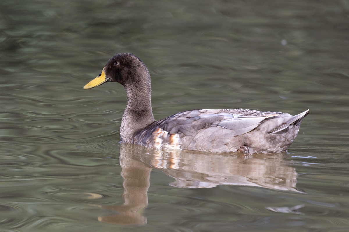 Mallard (Domestic type) - ML624556934