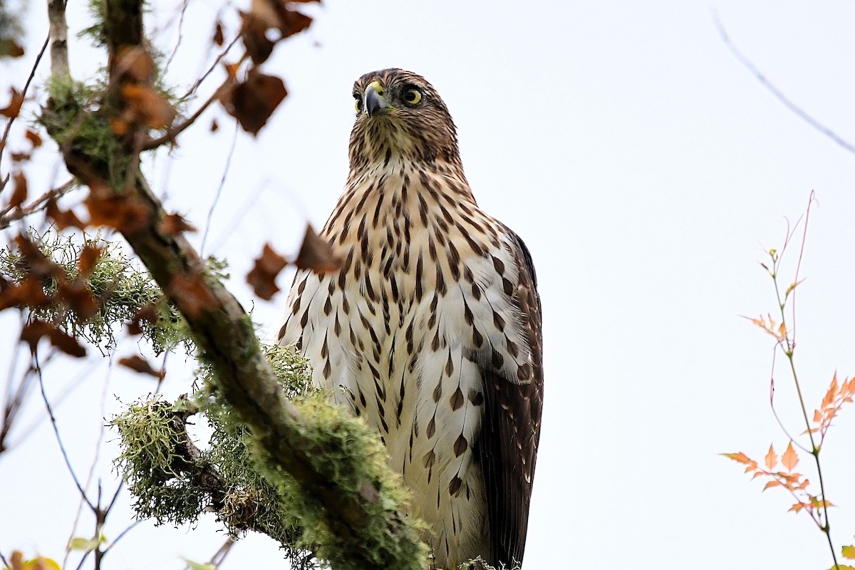 Cooper's Hawk - ML624556938