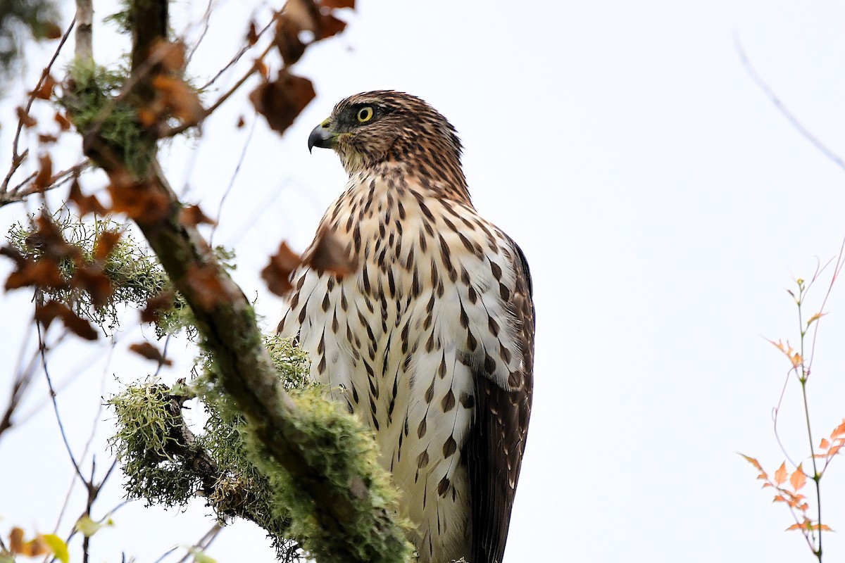 Cooper's Hawk - Marc Bachman