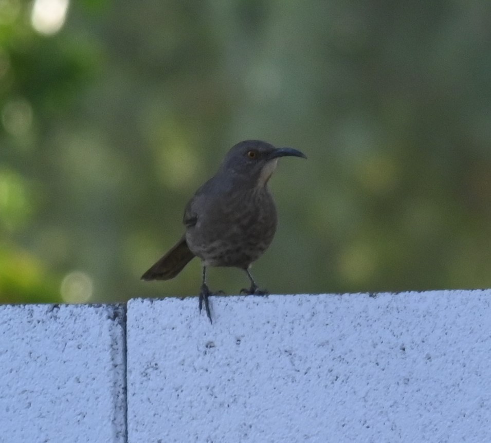 Curve-billed Thrasher - ML624556940