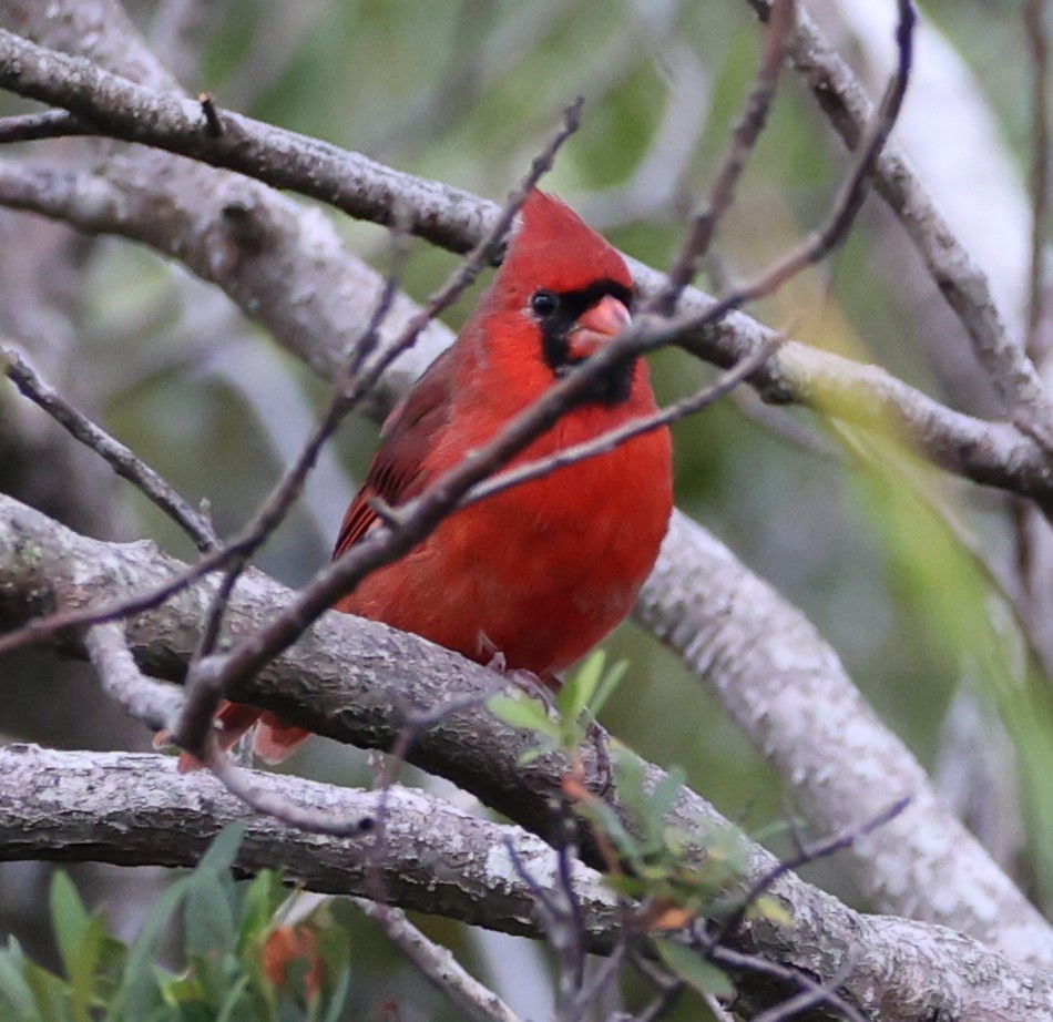 Northern Cardinal - ML624556941