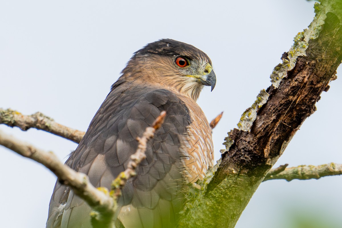 Cooper's Hawk - ML624556942