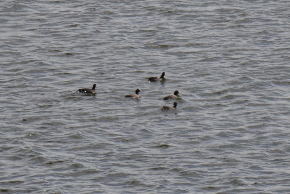 Eurasian Coot - ML624556943