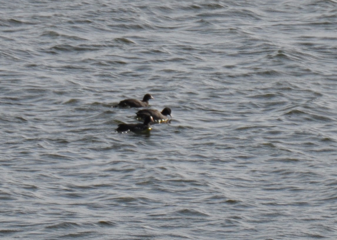 Eurasian Coot - ML624556944