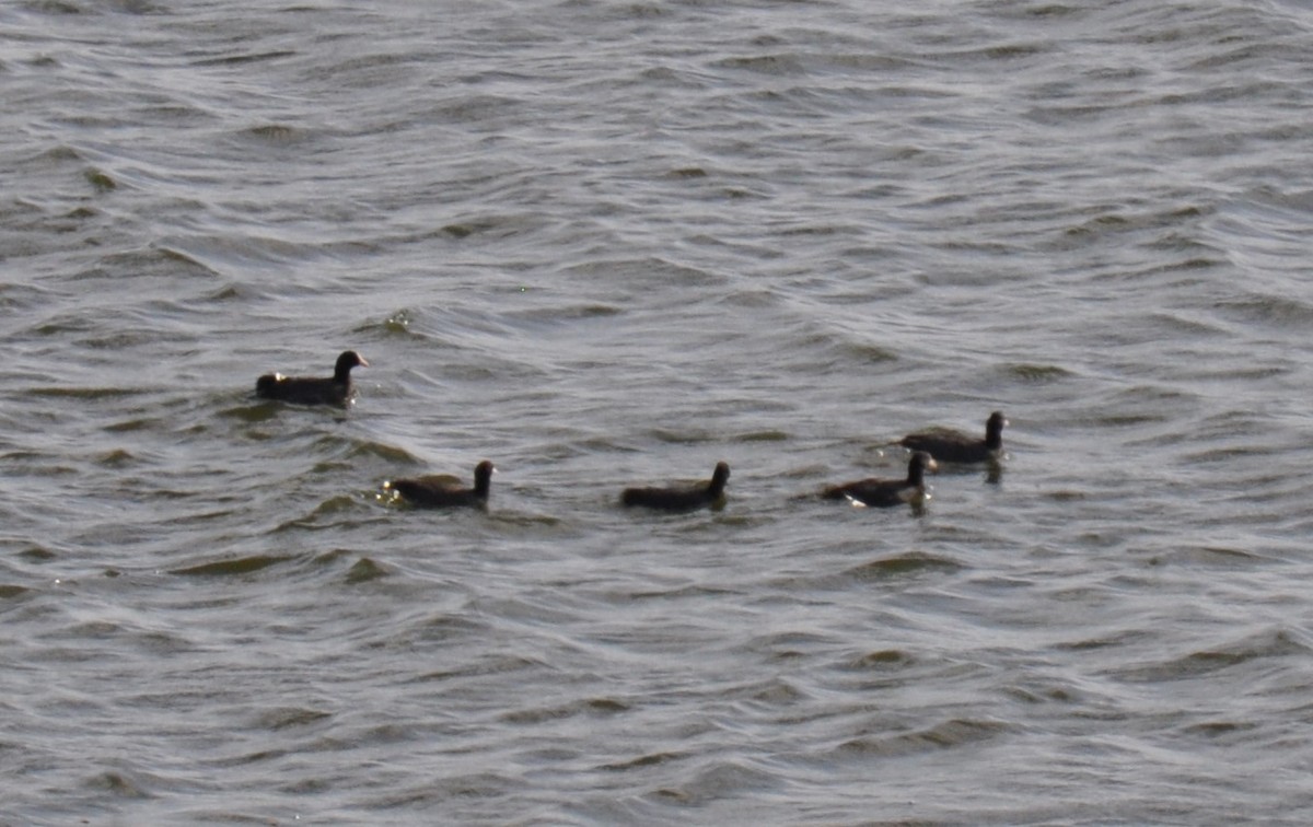 Eurasian Coot - ML624556945