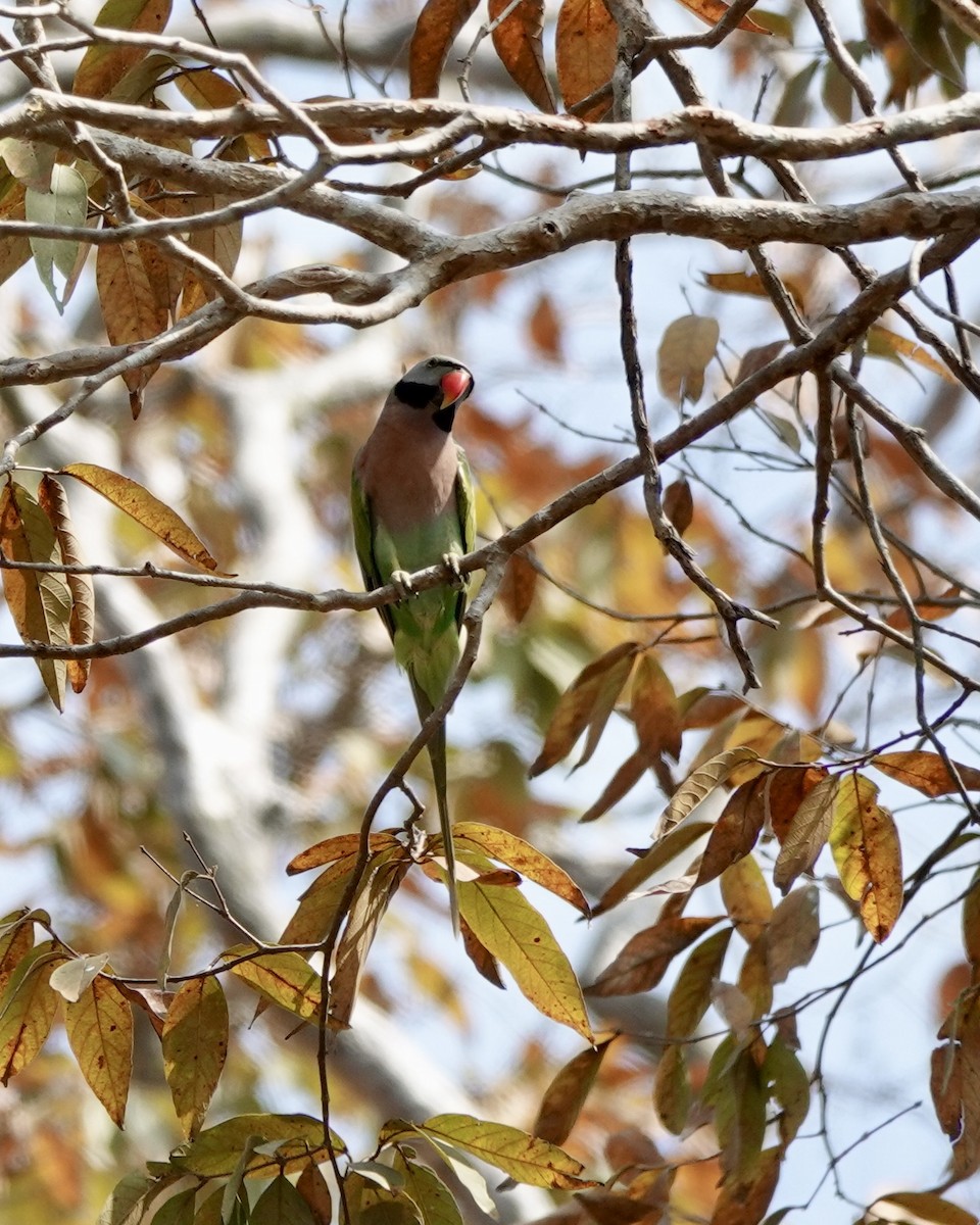 Red-breasted Parakeet - ML624556947