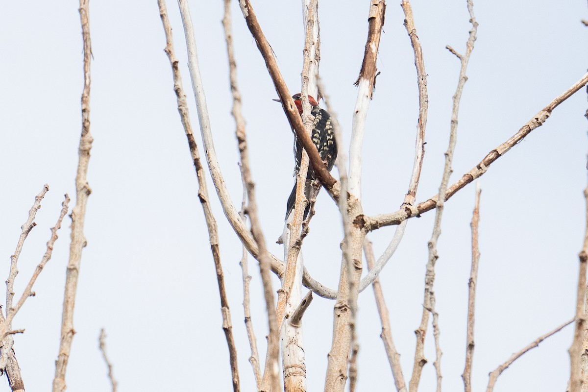 Red-breasted Sapsucker - ML624556948