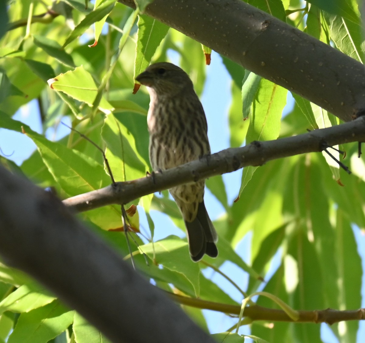 House Finch - ML624556949