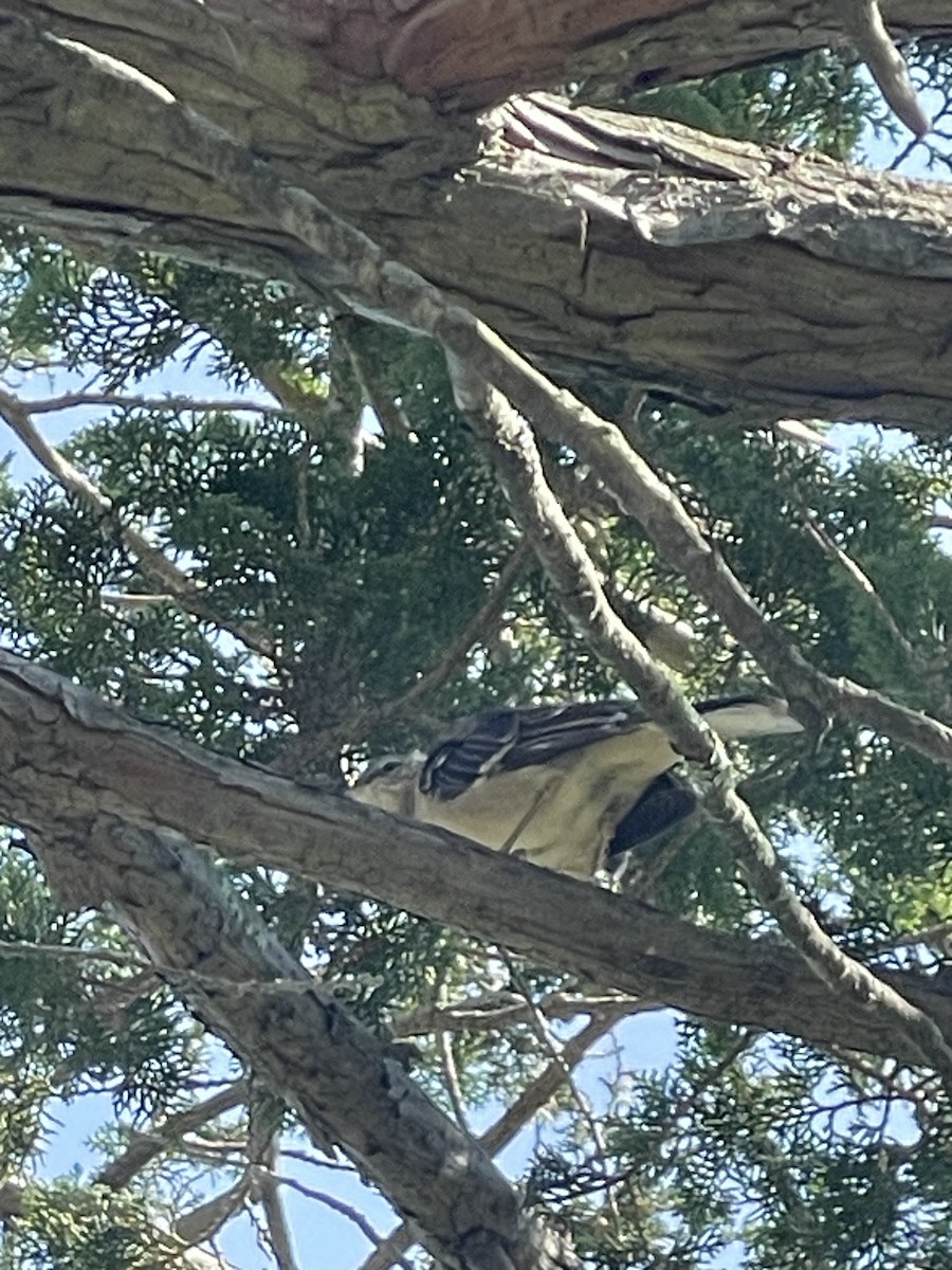 Northern Mockingbird - Sophia Chant