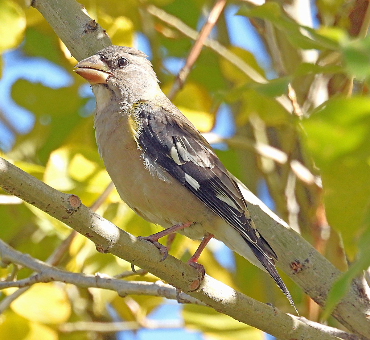 Evening Grosbeak - ML624556953