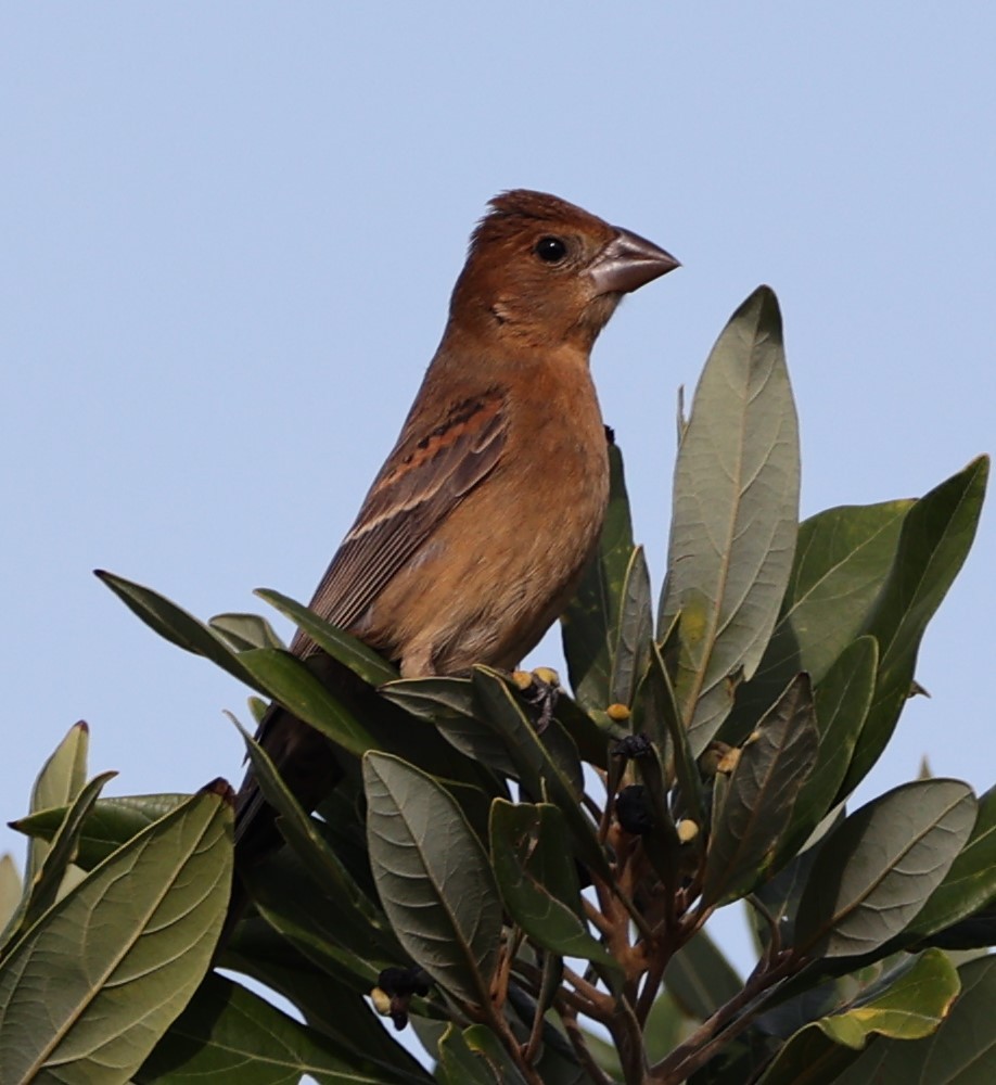 Blue Grosbeak - ML624556956