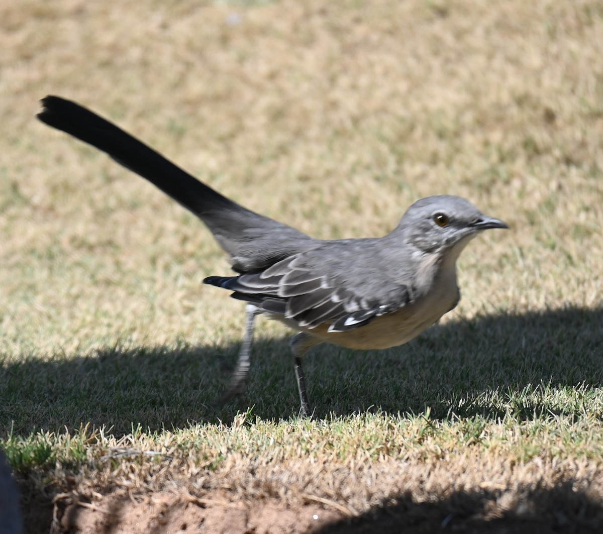 Northern Mockingbird - ML624557028