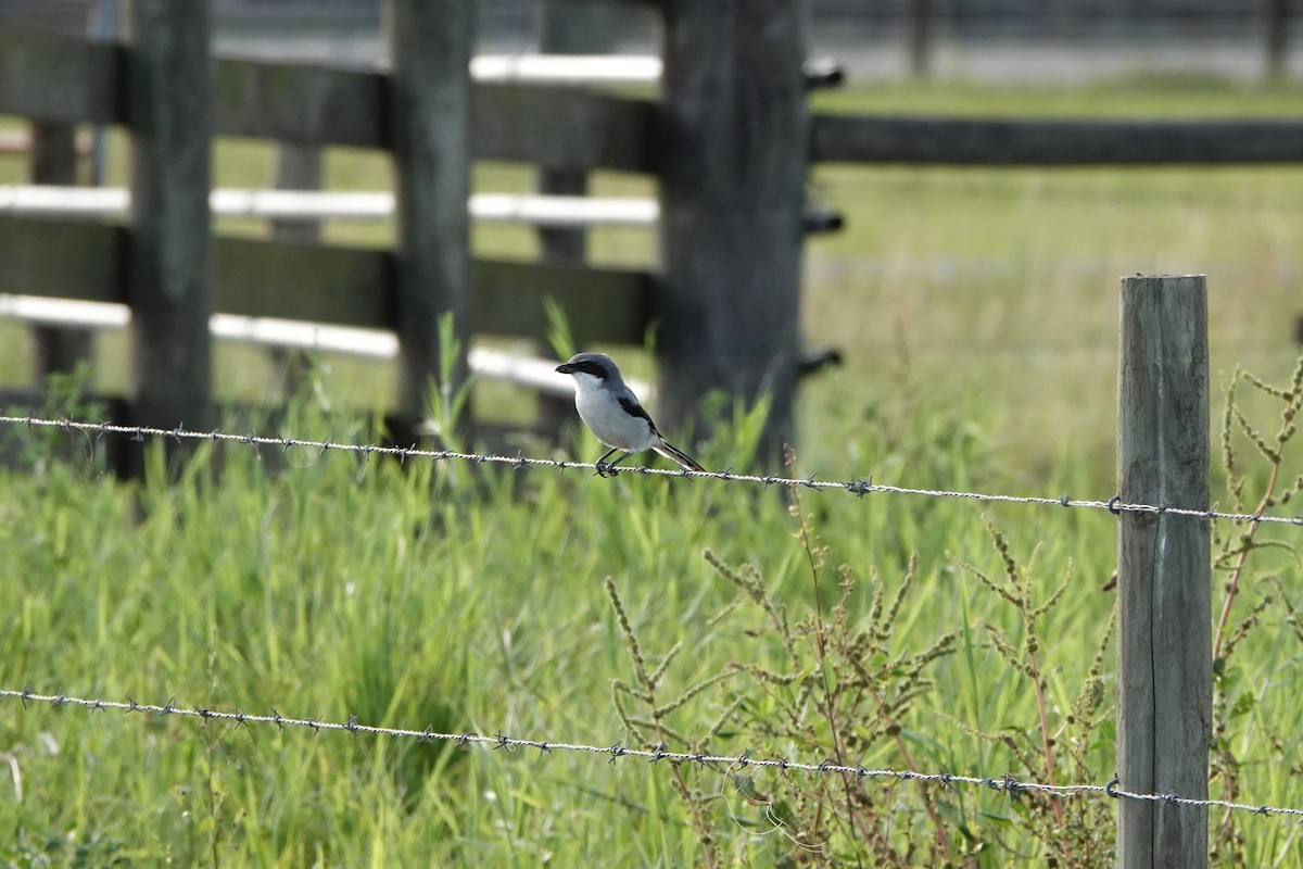 Loggerhead Shrike - ML624557032