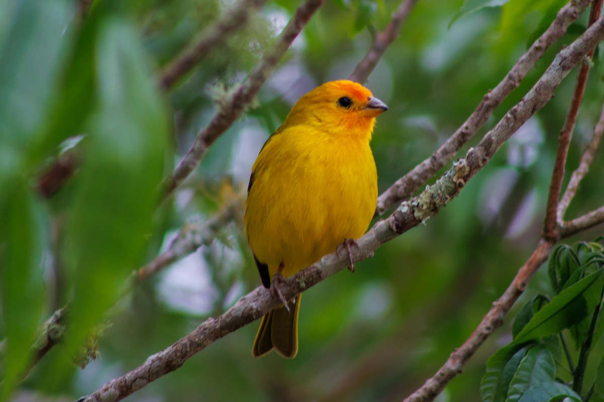 Saffron Finch - ML624557047