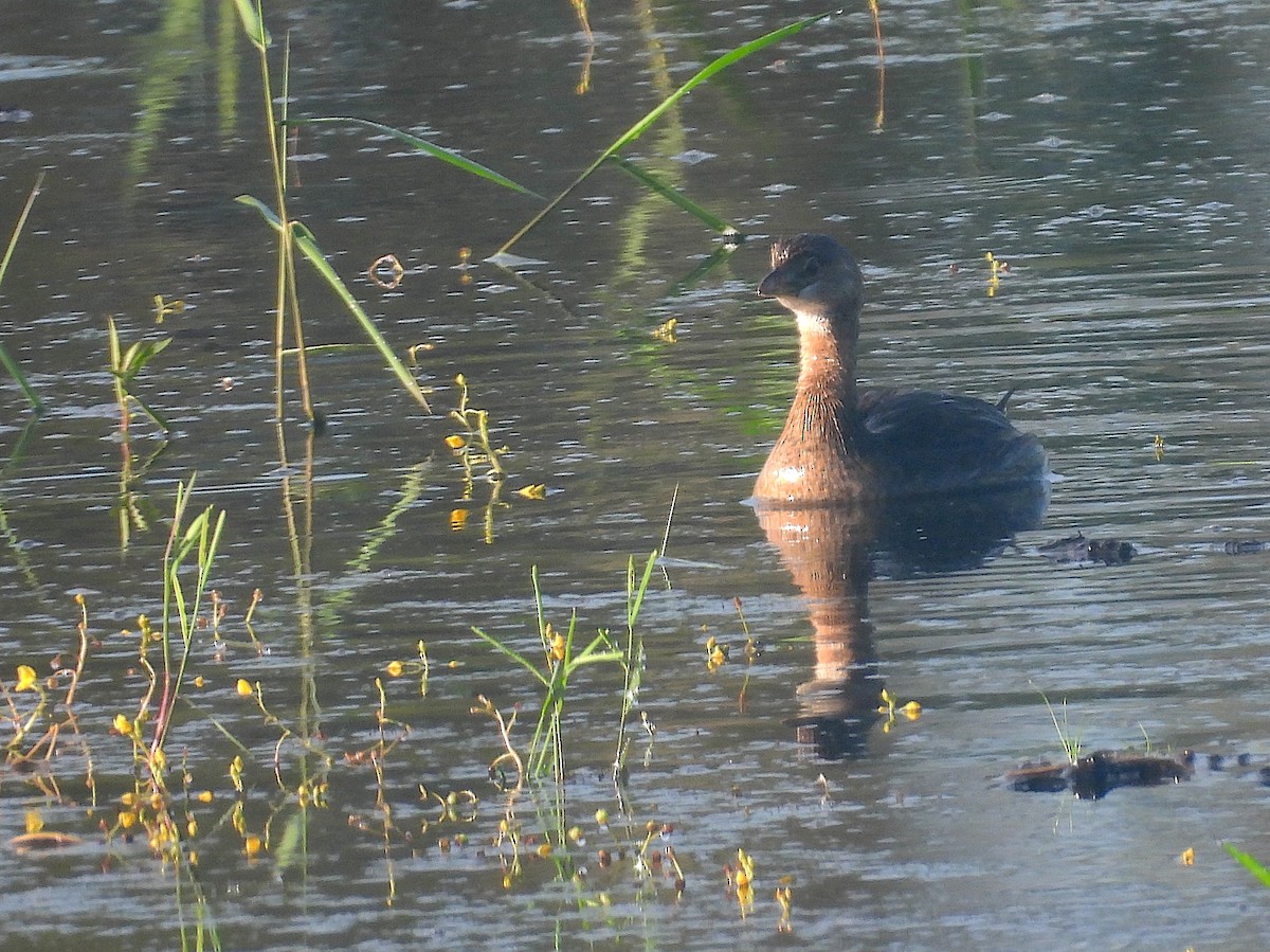 Pied-billed Grebe - ML624557075