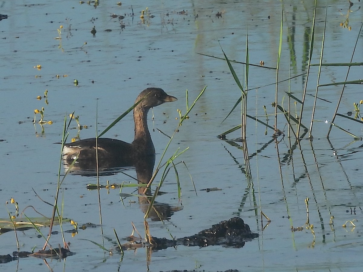 Pied-billed Grebe - ML624557080