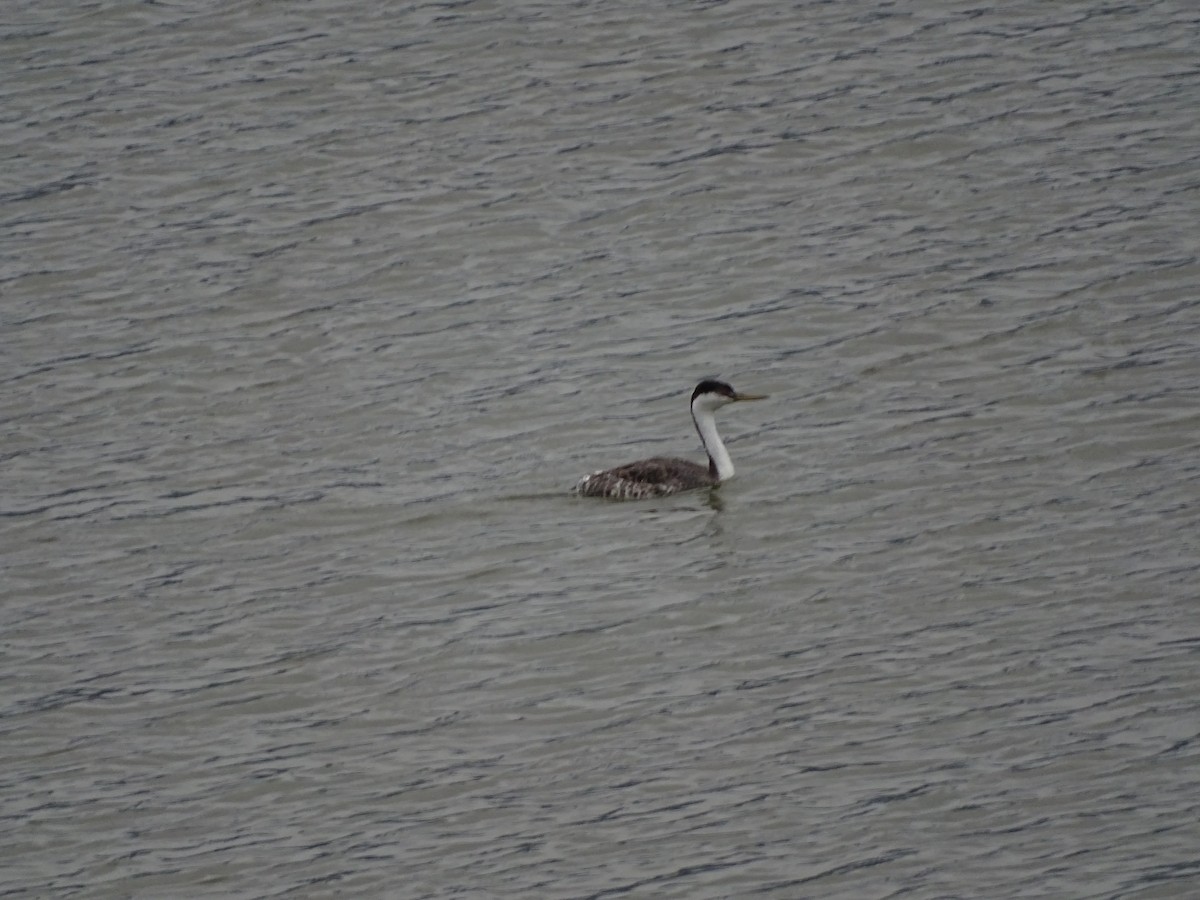 Western Grebe - ML624557111