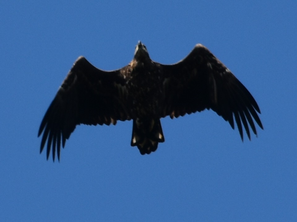 White-tailed Eagle - Laurenske Sierkstra