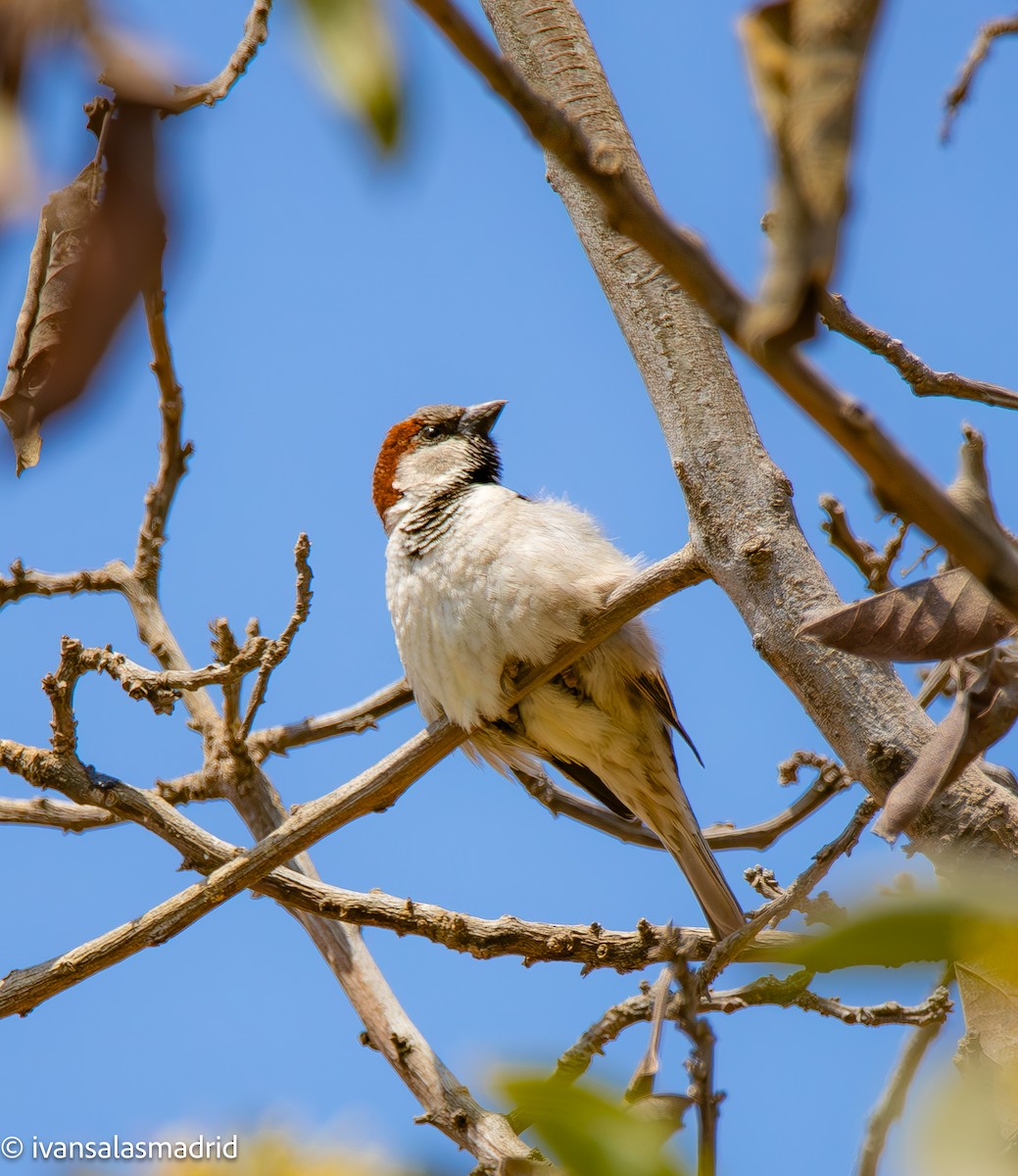 House Sparrow - IVAN SALAS