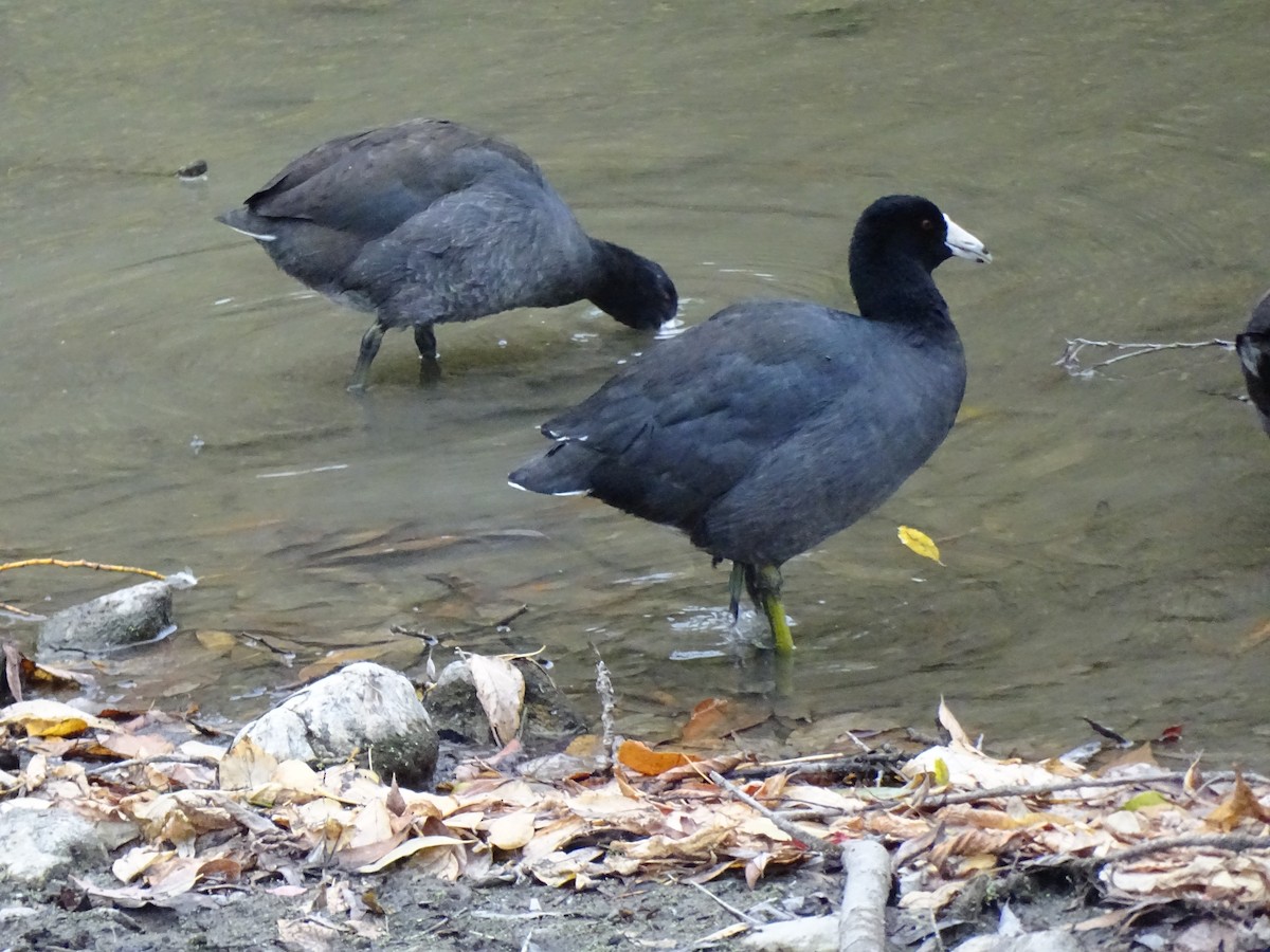 American Coot - Jim Walton