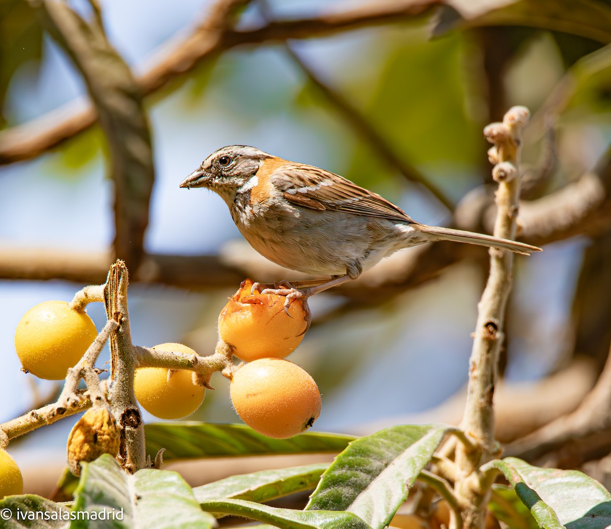 Rufous-collared Sparrow - ML624557136