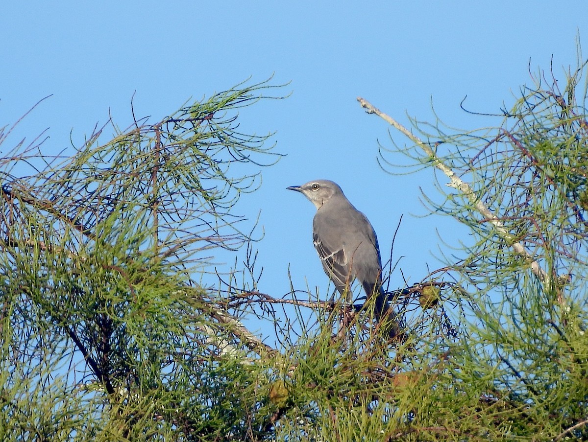 Northern Mockingbird - ML624557137