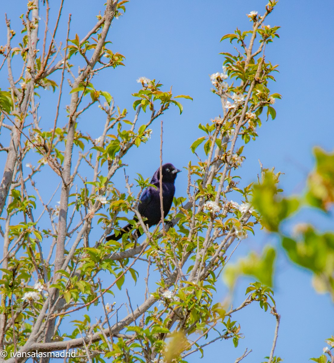 Shiny Cowbird - ML624557142