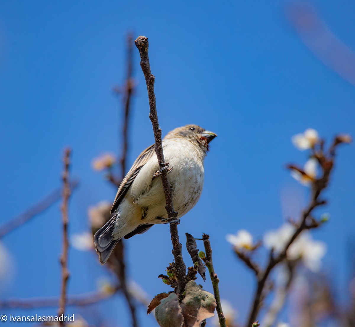 Chestnut-throated Seedeater - ML624557157