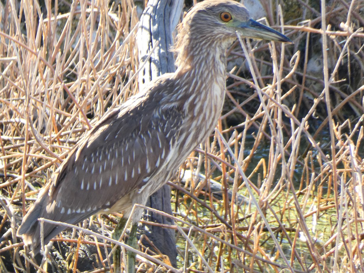 Black-crowned Night Heron - ML624557253