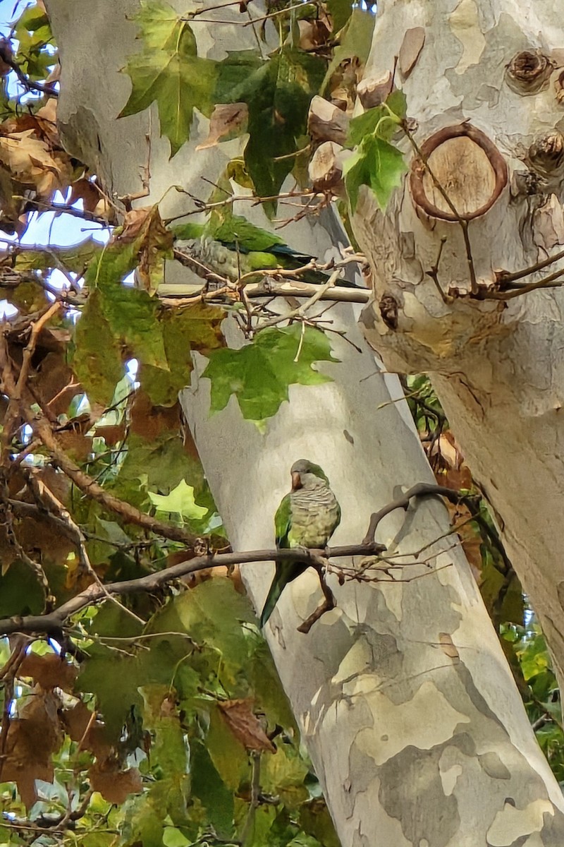 Monk Parakeet - ML624557300