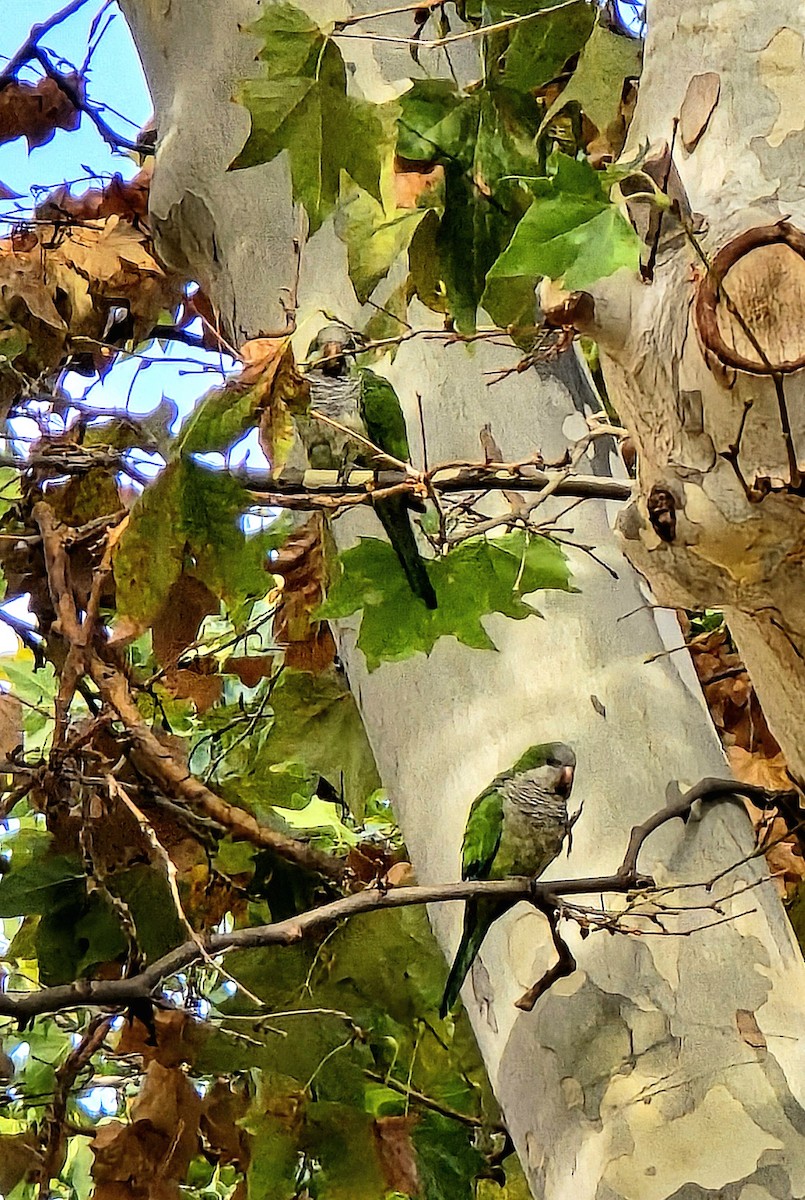 Monk Parakeet - ML624557301
