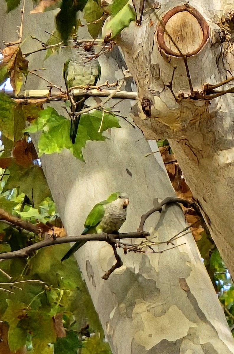Monk Parakeet - ML624557302