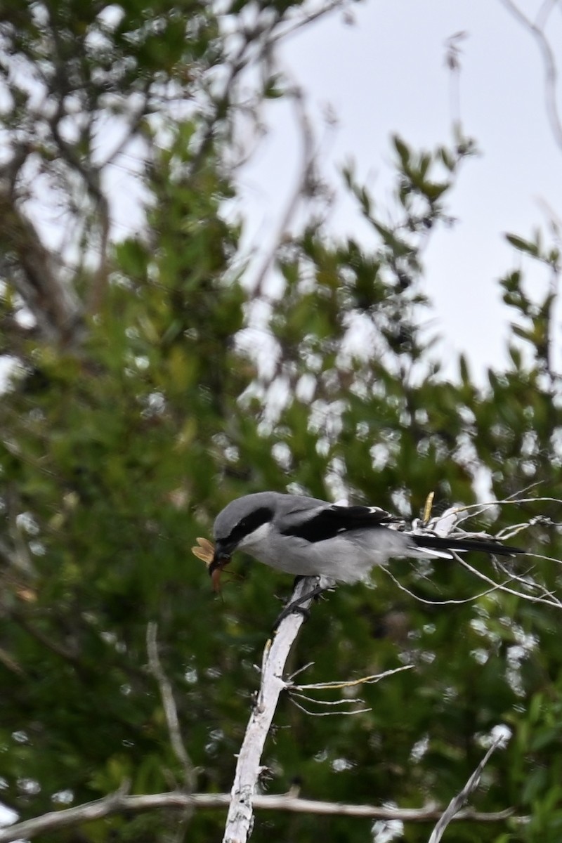 Loggerhead Shrike - ML624557306