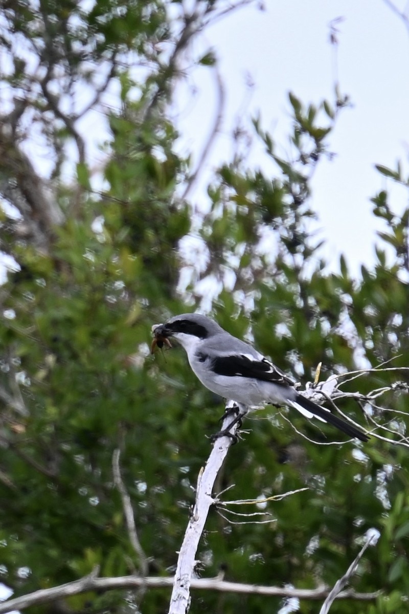 Loggerhead Shrike - ML624557307