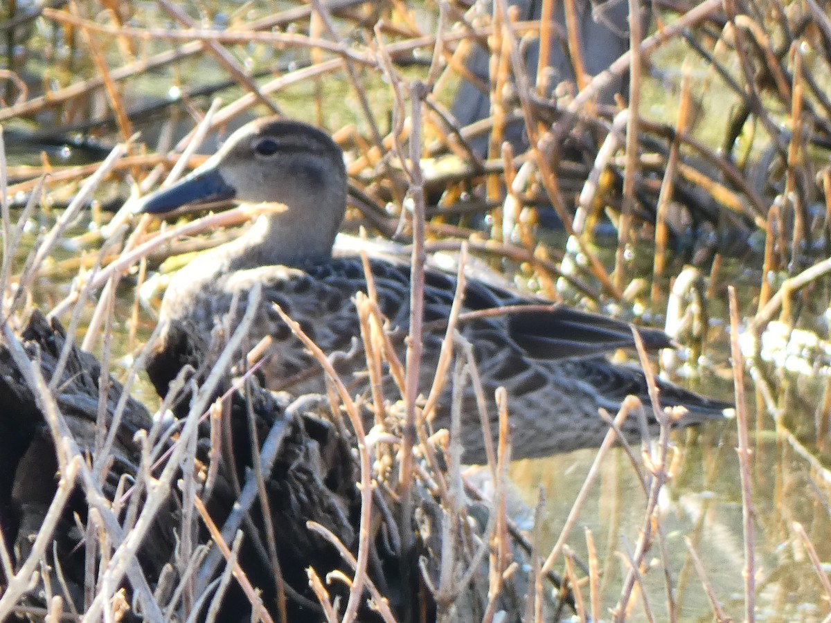 Blue-winged Teal - Tarra Lindo