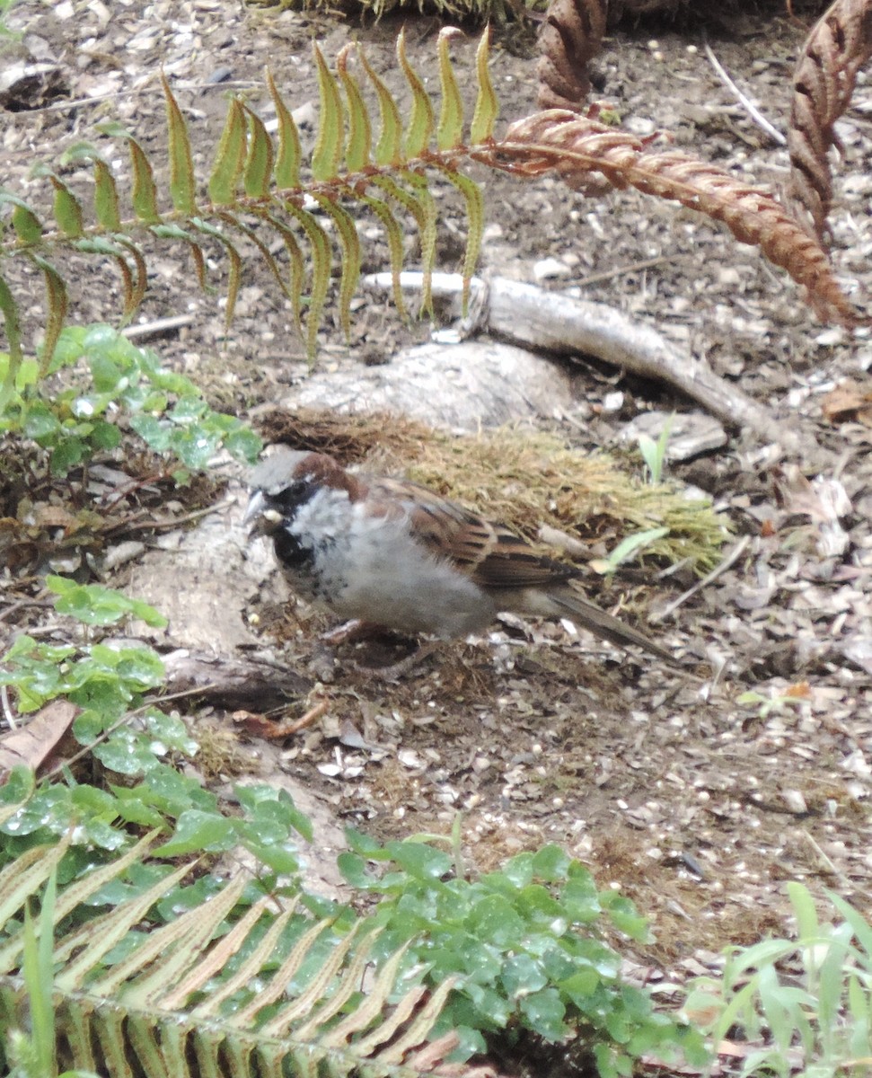 House Sparrow - ML624557345