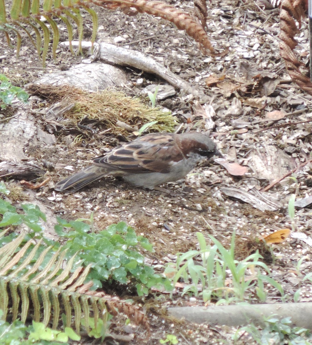 House Sparrow - ML624557365