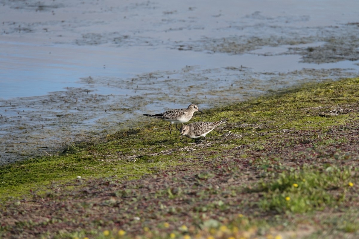 Bairdstrandläufer - ML624557407