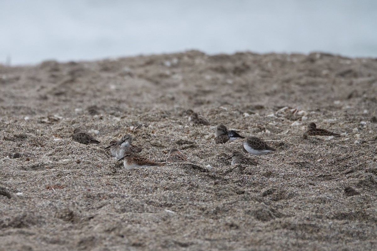 Bergstrandläufer - ML624557417