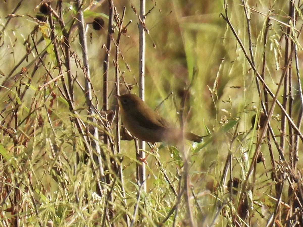 Common Yellowthroat - Nancy T