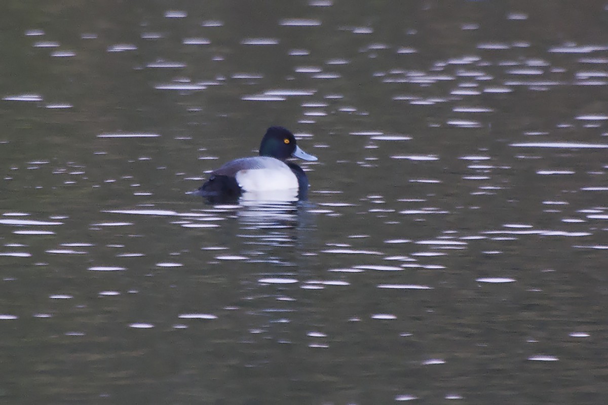 Lesser Scaup - ML624557436