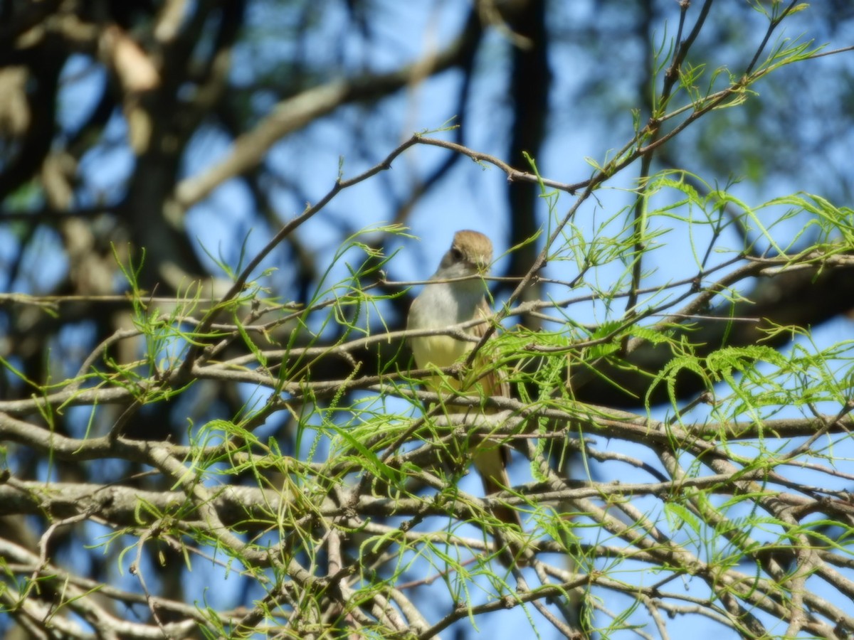 Brown-crested Flycatcher - ML624557463