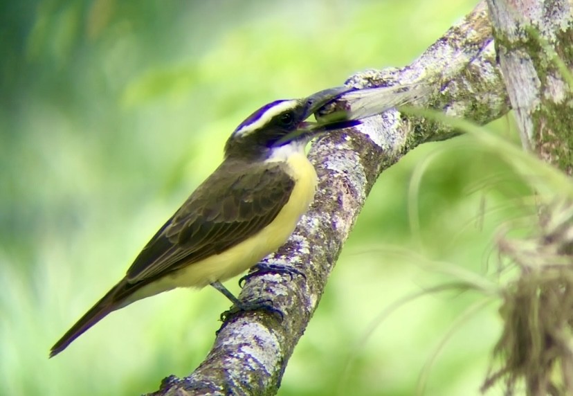 Boat-billed Flycatcher - ML624557515