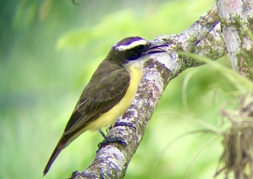 Boat-billed Flycatcher - ML624557516